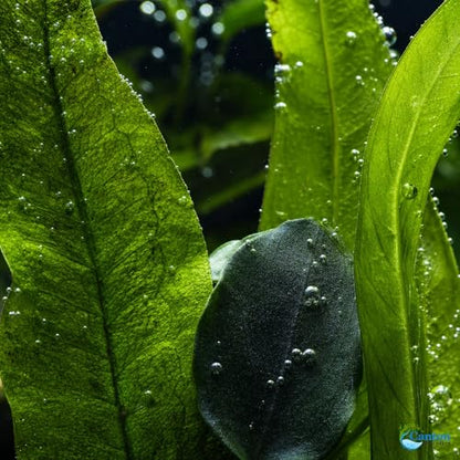 Assorted Mixed Plant Bundle - Live Aquarium Plant - Freshwater - Low | Medium | High Light
