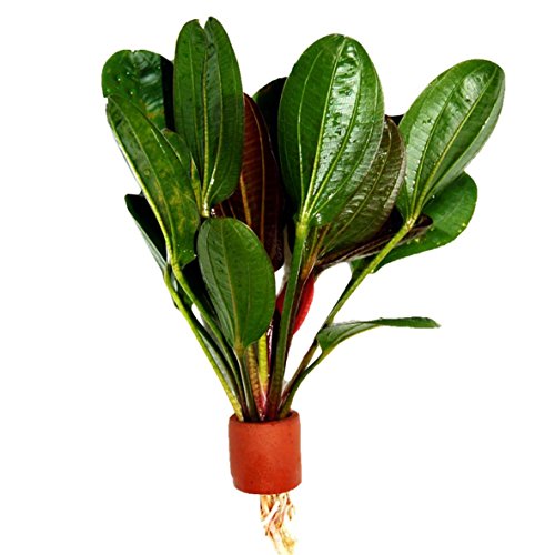 Super Red Set Package Live Aquarium Decorations Aquatic Plants for Fish Tank by Mainam