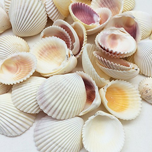 PEPPERLONELY Yellow Cockles Sea Shells with Pink Interior, 8 OZ 1-1/4 Inch ~ 2-1/2Inch