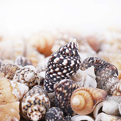 2000 PCS Tiny Mini Small Sea Shells for Crafting Spiral Conch Shells for Crafts Charms for Home Decorations Candle Decor DIY Fish Tank and Beach Vase Filler