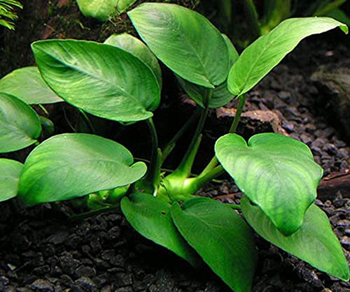 3 Different Types of Beginner/Super Easy Live Aquarium Plants - Bacopa + Anubias + Java Fern BU Y 2 GET 1 F R EE!