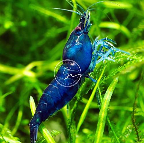 Swimming Creatures™ Freshwater Aquarium Shrimp - A Perfect Combo to Brighten Your Aquarium! (10 Premium Mix + 3 Mystery Snail)