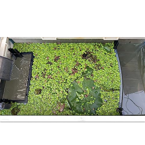 Floating Plant Fence for Aquarium, Separates Floating Plants, Automatically Adjusts Height with Water Level, Suitable for All Floating Plants and Most Aquariums. - style: Combo Pack