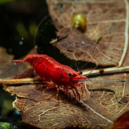 Swimming Creatures™ Freshwater Aquarium Shrimp - A Perfect Combo to Brighten Your Aquarium! (10, Painted RED (Exclusive))