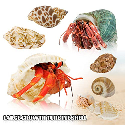 Hermit Crab Shell - Openning Size 0.6"-2" Medium to Large Growth Turbo Seashells Natural Sea Shells for Hermit Crab Supplies, Aquarium Décor, Nautical Decoration (12 Pcs)