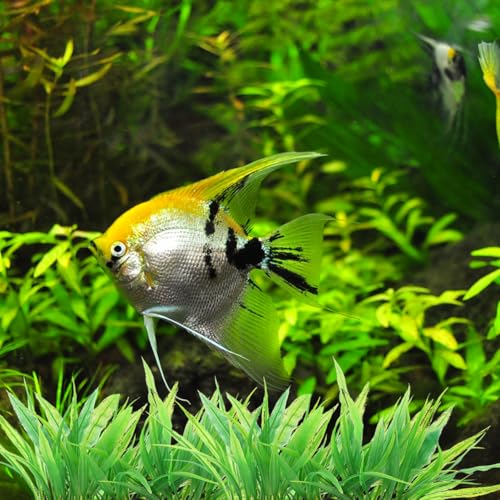 POPETPOP 3Pcs Aquarium Fake Plants Realistic Plastic Fish Tank Decoration Artificial Aquatic Grass for Fresh and Saltwater 4.72X3.93X1.65 Inches