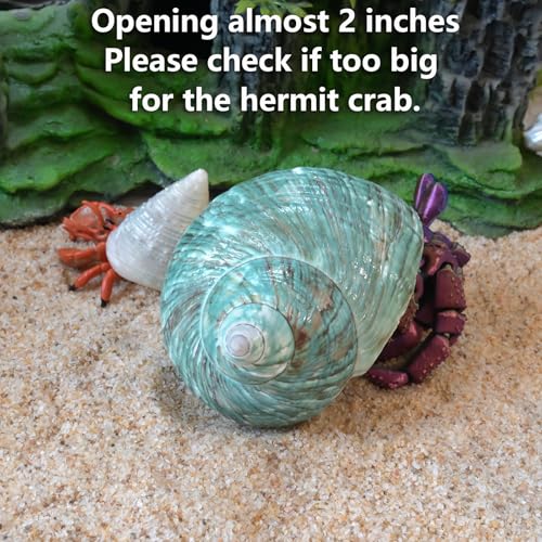 Extra Large Hermit Crab Shells, Turbo Seashell, Teal Green Polished Natural Sea Conch, Opening, Shrimp/Fish Shelter for Aquarium, Reptile Tank Decorations, 2 Pack