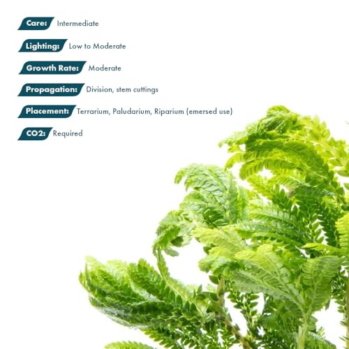 Live Terrarium Plants - Spikey Moss for Terrariums, Paludariums - Easy, Beginner Friendly (Selaginella Wallichi)