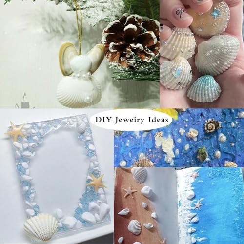 130-140Pcs Bulk Natural Small Seashell - 0.8-1.2 inches White Seashell Small Sea Shells Clams for Home Decor, DIY Crafts, Jewelry/Bracelet Making, Beach Theme Party, Fish Tank Vase Filler - size: 0.8-1.2inches