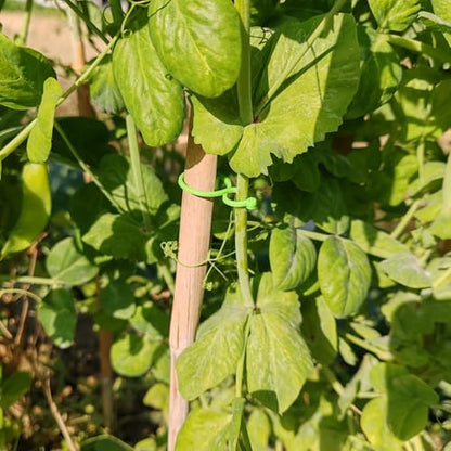 500PCS Plant Twist Clip Ties Garden Plant Support Clips Vegetables Tomato Vine Flower Clips Plant Locks for Securing Plants