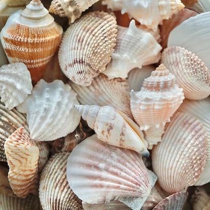 Sea Shells Mixed Beach Seashells, Various Sizes Natural Ocean Seashells for Beach Themed Party DIY Crafts Candle Making Fishtank Vase Fillers Home Wedding Decorations (150)
