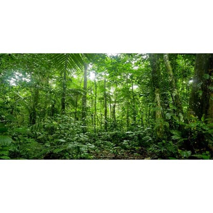 AWERT 30x12 inches Terrarium Background Tropical Aquarium Background Green Huge Tree Rainforest Reptile Habitat Background - size: 30x12in/75x30cm