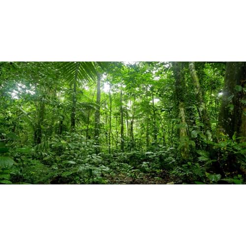 AWERT 36x18 inches Terrarium Background Tropical Aquarium Background Green Huge Tree Rainforest Reptile Habitat Background - size: 36x18in/90x45cm