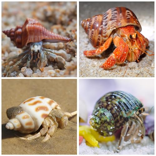 15PCS Hermit Crab Shells | Natural Sea Conch Size 1.6"-3.2" | Growth Turbo for Small to Medium and Large Crabs, Saltwater Hermit Crab Supplies and Sea Shell for Beach Decor