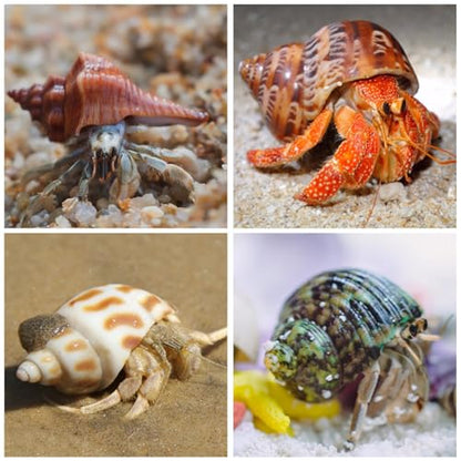 15PCS Hermit Crab Shells | Natural Sea Conch Size 1.6"-3.2" | Growth Turbo for Small to Medium and Large Crabs, Saltwater Hermit Crab Supplies and Sea Shell for Beach Decor