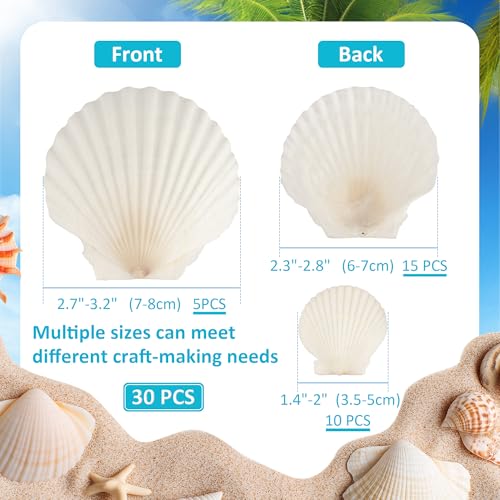 30PCS Natural Scallop Shells, 3 Size White Sea Shells for Crafts, 1.5"/2.3"/3" Real Seashells from Beach for DIY Painting Home Décor Wedding Ocean Beach Theme Party, Fish Tank and Vase Filler