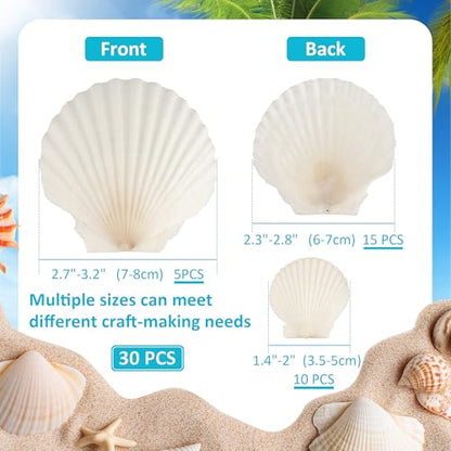 30PCS Natural Scallop Shells, 3 Size White Sea Shells for Crafts, 1.5"/2.3"/3" Real Seashells from Beach for DIY Painting Home Décor Wedding Ocean Beach Theme Party, Fish Tank and Vase Filler
