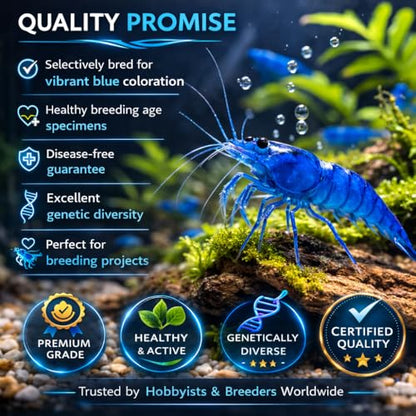 15+ Blue Dream Supreme Gene Shrimps Live Freshwater Neocaridina Shrimp for Aquarium, Live Arrival Guarantee - color: Blue, size: 15