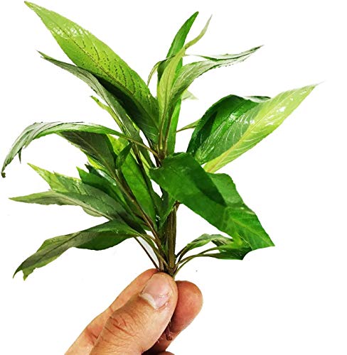 – Hygrophila Angustifolia Stems Bunch Live Aquarium Plant Decorations BUY2GET1FREE