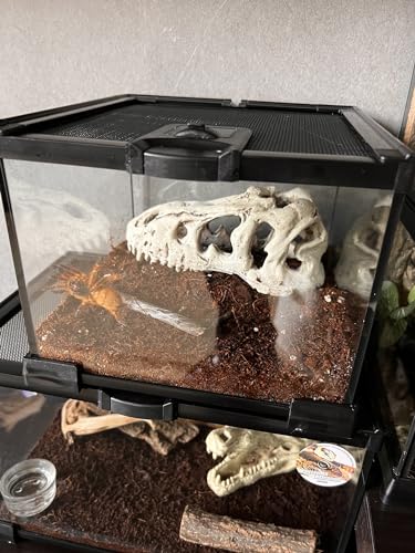 Mini Reptile Glass Terrarium Tank, cage for Tarantula Sling Geckos, Frog, Lizards, Chameleons,Turtles Snake Snail Insect Hermit Crab Isopods Reptiles Enclosure (7.9x7.9x5.7inch)