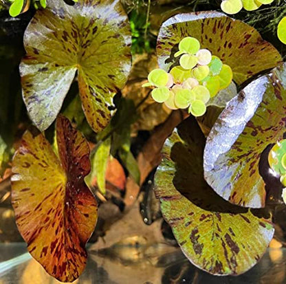Tiger Lotus Lily Nymphaea Lotus - Live Aquarium Plants - Freshwater Aquatic Plant Buy 2 Get 1