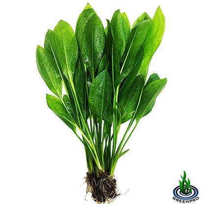 3-Bundles Amazon Sword | Echinodorus Bleheri Live Aquarium Plants Package Aquatic Freshwater Fish Tank Decorations