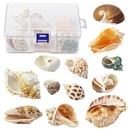 Hermit Crab Shell - Openning Size 0.6"-2" Medium to Large Growth Turbo Seashells Natural Sea Shells for Hermit Crab Supplies, Aquarium Décor, Nautical Decoration (12 Pcs)