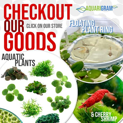20+ Leaves Amazon Frogbit (+Free Bonus Plant) Live Floating Plant for Aquarium (Limnobium Laevigatum) by Aquarigram - size: Plants Only