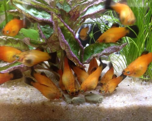 16mm - 5/8" Medium/Large Sinking Wafers of Algae, Spirulina, Veggies for All Tropical Fish, African Cichlids, Shrimp, Snails, Crabs, Catfish, Plecos..…1-lb 0.3oz Clear Bag