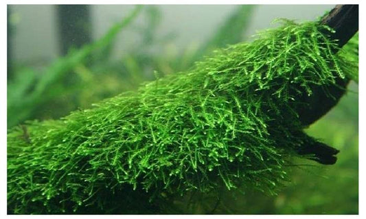 Java Moss Taxiphyllum Barbieri Live Aquarium Moss Aquatic Plants Vesicularia Dubyana Buy 2 G 1