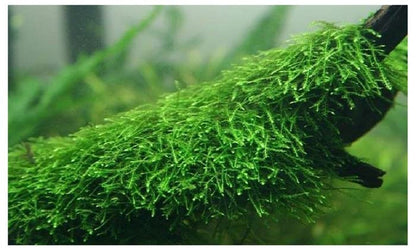 3X Java Moss Taxiphyllum Barbieri - Live Aquarium Plants Moss Aquatic Plants Vesicularia Dubyana