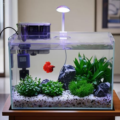5 Gallon Glass Small Fish Tank with Filter Light and Lid, Betta Aquarium Starter Kits - size: 5 Gallon