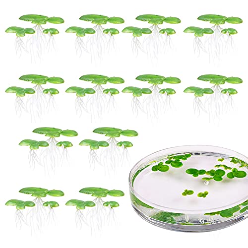 36pcs Mini Fake Duckweed, Artificial Floating Duckweed, Plastic Aquarium Simulation Floating Plants for Fish Tank Aquariums Decor,W1xH2