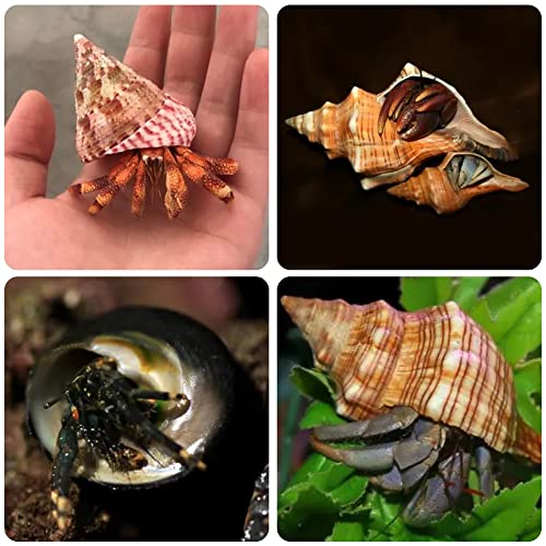 14PCS 14 Kind Small Medium Large Natural Hermit Crab Shells Size 1" - 3.5", Opening 0.8" - 1.5" Hermit Crab Supplies Pearl Turbo Seashell for Décor