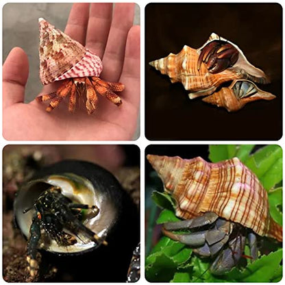 14PCS 14 Kind Small Medium Large Natural Hermit Crab Shells Size 1" - 3.5", Opening 0.8" - 1.5" Hermit Crab Supplies Pearl Turbo Seashell for Décor
