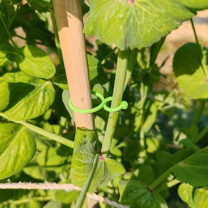 500PCS Plant Twist Clip Ties Garden Plant Support Clips Vegetables Tomato Vine Flower Clips Plant Locks for Securing Plants