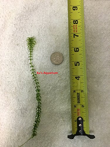 6 Narrow Leaf Anacharis (Egeria Najas), Live Aquarium/Aquatic/Mid-Ground/Background/Stem/Cold Water Plant by G&Z