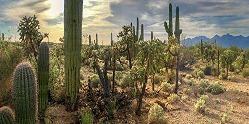 YongFoto Polyester Cactus Scrub View Backdrops for Photography Desert Land Sand Bush Tropical Cactus Photography Background 36x14 inches Reptile Habitat Background Dragon Tank Poster Decor - color: Green-2, size: 36x14 IN