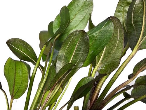 Amazon Sword Echinodorus 'Reni' - Live Aquarium Plant - Freshwater - Medium Light