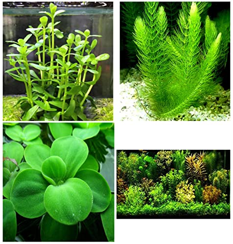 3 Types of Super Easy/Beginner Live Aquarium Plants - Bacopa + Hornwort + Easy Floating Plants BUY2GET1FREE!