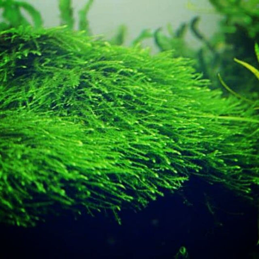 3X Java Moss Taxiphyllum Barbieri - Live Aquarium Plants Moss Aquatic Plants Vesicularia Dubyana