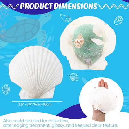 50 Pcs Sea Shell for Crafting Natural Large Scallop White Oyster Shells Bulk for Decorating DIY Home Decor Beach Wedding Ocean Themed Party(3.5''-3.9'') - size: 3.5''-3.9''