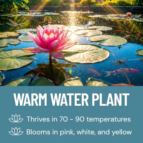 Lotus Seeds for Planting – 30 Pack Water Lotus Flower Seeds, Grow in Bowl, Koi Pond or Container, Easy Aquatic Bonsai Plants, Fast Germination Water Garden Flowers, Beginner Friendly