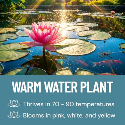 Lotus Seeds for Planting – 30 Pack Water Lotus Flower Seeds, Grow in Bowl, Koi Pond or Container, Easy Aquatic Bonsai Plants, Fast Germination Water Garden Flowers, Beginner Friendly