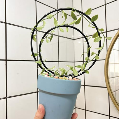 Mirthdino Premium Hoya Trellis - Unique Metal Plant Support for Climbing Plants - Set of 3 Different Sizes - Ideal for Indoor and Potted Plants