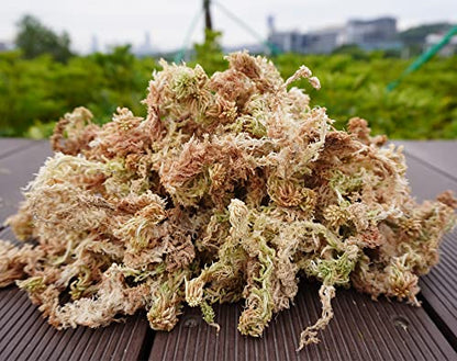 Sphagnum Moss 1.2 lb for DIY Moss Pole, Great Potting Mix for Indoor Plants, Help with Maintain Humidity - size: 1.2 lb