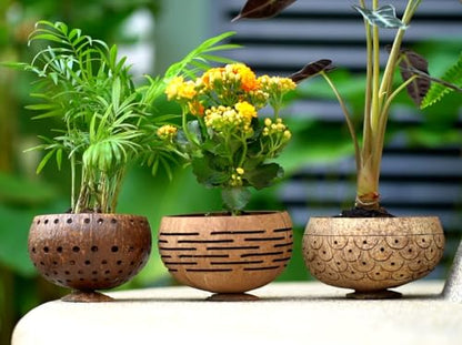 Set of 2 Horizons Coconut Planters w/Drainage Hole- Perfect for Succulents, Flowers, Small Plants, Indoor & Outdoor Gardens- Handcarved by Artisans, Eco-Friendly & Sustainable