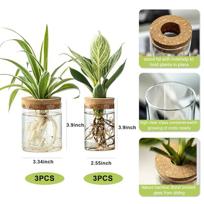 Plant Propagation Station,Hydroponic Glass Container Vase 2 Sizes Planter Propagated Jars for Desks, Houses, Garden Decorations,Home Kitchen Decorations and Gifts cu.20.5 (6pcs)