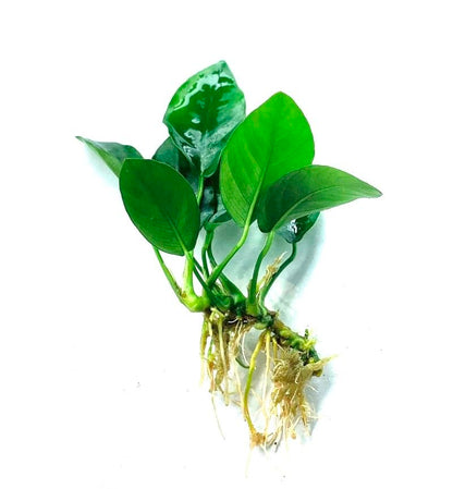 Java Fern and Anubias Aquarium Plant Bundle - Live Freshwater Plants for Aquascaping, Low Maintenance, Easy Beginner Friendly Decor for Fish Tank