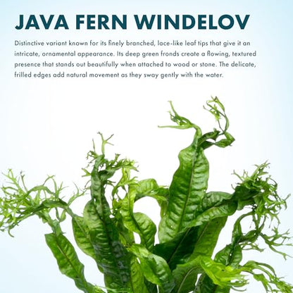 Java Fern Live Aquarium Plants - Potted Freshwater Plant for Fish Tanks - Beginner Friendly, Low Light (Windelov, 1 Pot) - color: Windelov, size: Pot - 1 Count
